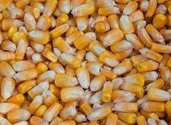 Продам кукурудзу фуражну