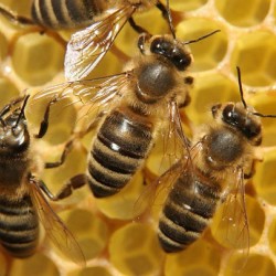 Препарати для бджільництва