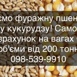 Купуємо базову фуражну пшеницю і базову кукурудзу
