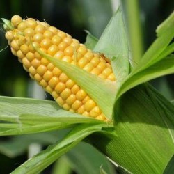 Продам жмых кукурузный  зародыша 