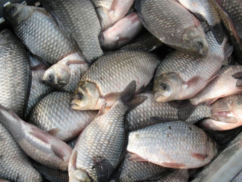 Купую  ставкову рибу оптом без посередників   Ціна договірна   