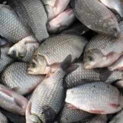 Купую  ставкову рибу оптом без посередників   Ціна договірна   