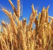 Пропонуємо насіння ярої пшениці сорту «Кітрі» 2023 року врожаю 