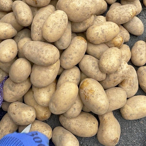 Картопля сорту Королева Анна 2 репродукція