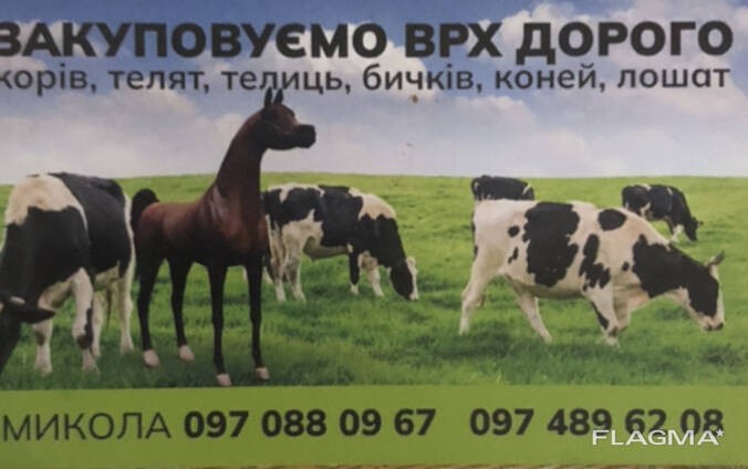 Закупивля великой рогатой худоби