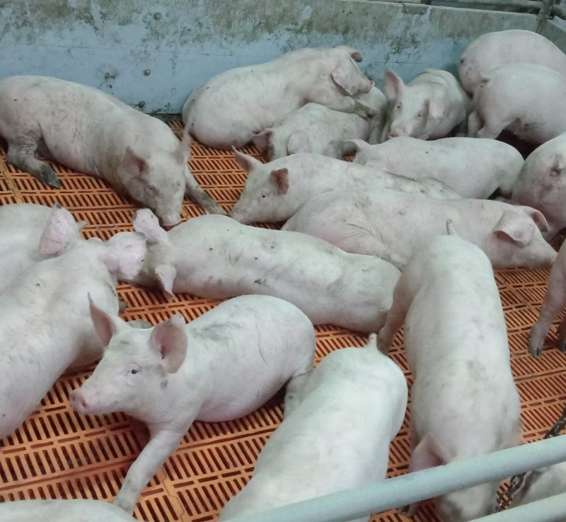 Продаж поросят реалізація Генетика PIC 