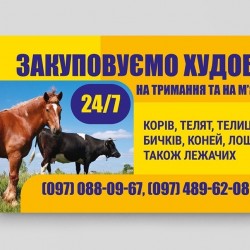 Закупивля великой рогатой худоби 