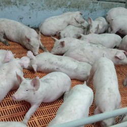 Продаж поросят реалізація Генетика PIC 