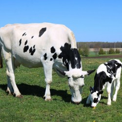 Продаж бичків та корів