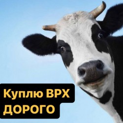 Куплю твою худобу  ВРХ корови на молоко  бички на м ясо  Від 35 голів