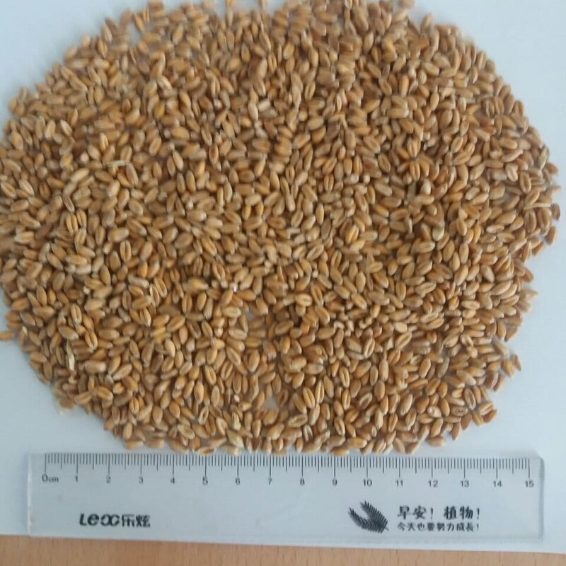 Пшеница  нут  просо  семена кукурузы и подсолнечника