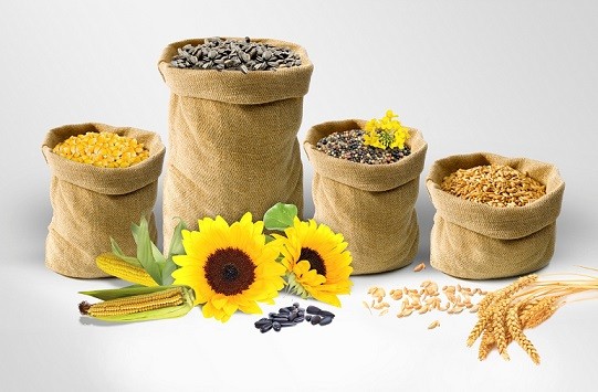 Продаємо кукурудзу  соняшник  пшеницю 