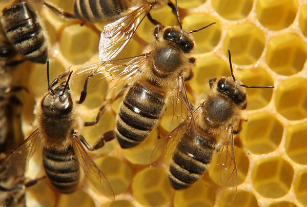 Препарати для бджільництва