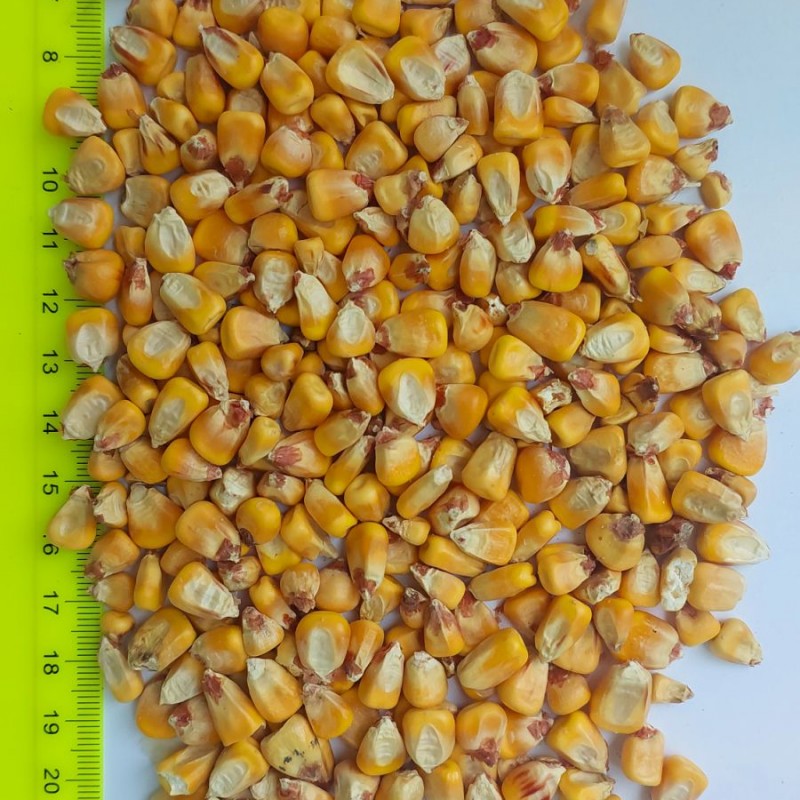 Продам кукурудзу фуражну 