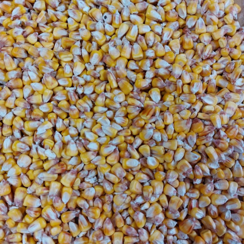 Продам кукурудзу  кукурудза фураж 3 клас