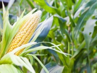 Закупівля кукурудзи на Ізмаїл по всій Україні 
