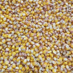 Продам кукурудзу  кукурудза фураж 3 клас  продаж кукурудзи