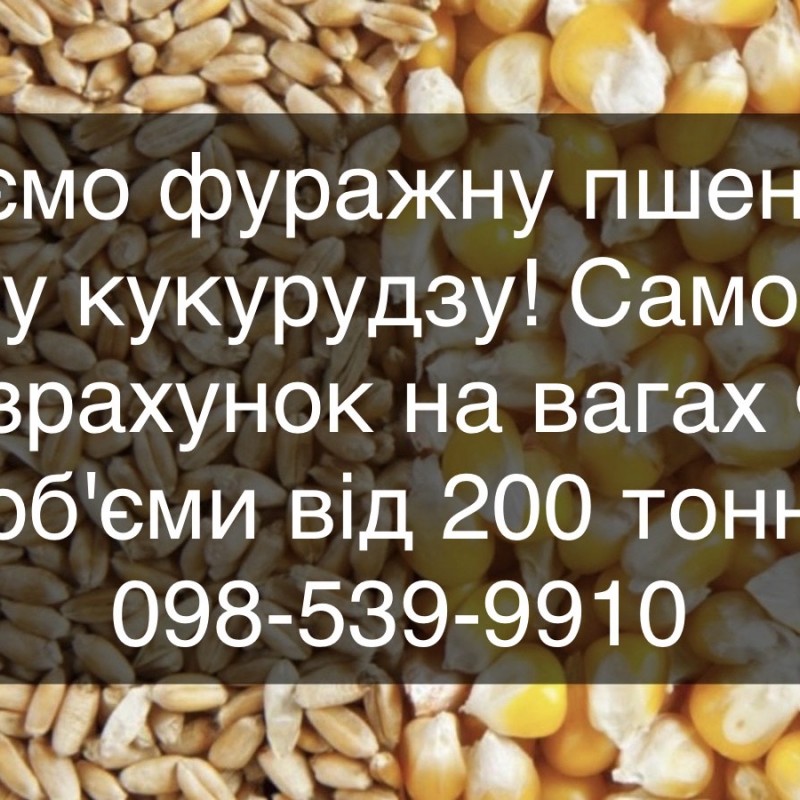 Закуповуємо базову фуражну пшеницю і базову кукурудзу 