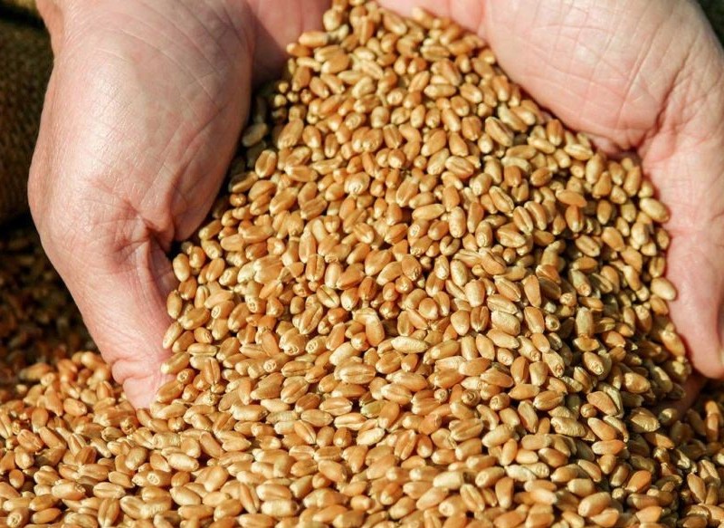 Продам ТОВАРНУ пшеницю 2 та 3 клас з пдв