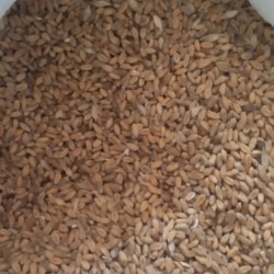 Продам пшеницю фуражна 
