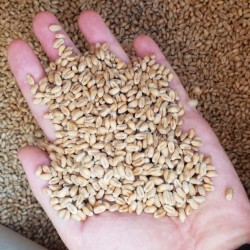 Закуповуємо пшеницю 2 3 клас по Україні