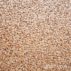 Продам насіння ярої пшениці Зелма СН-2