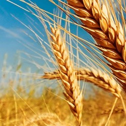 Продам пшеницу твердых сортов