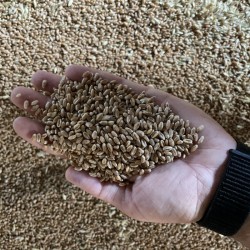 Продам посывний матеріал пшениці