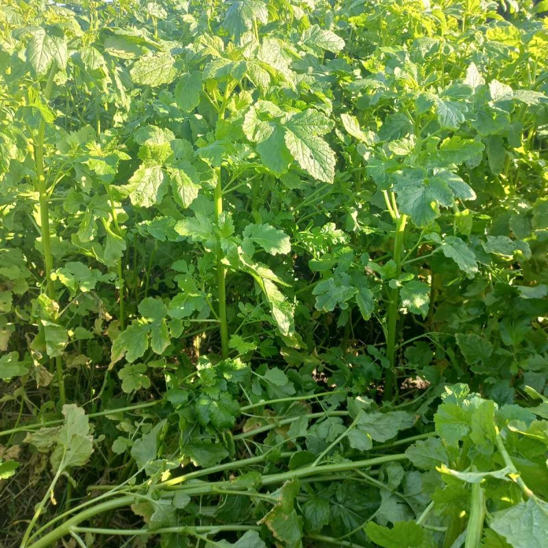 Продам гірчицю жовту на посів та сидерат