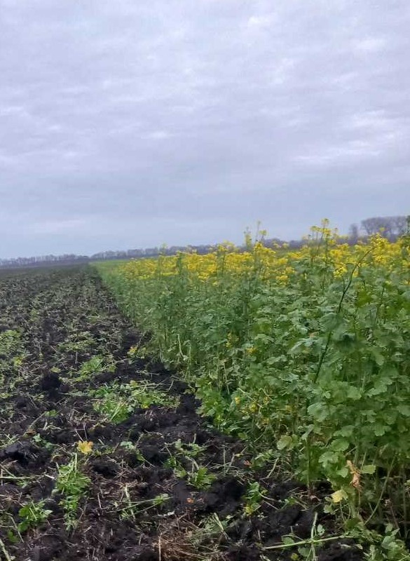 Продам гірчицю жовту на посів та сидерат