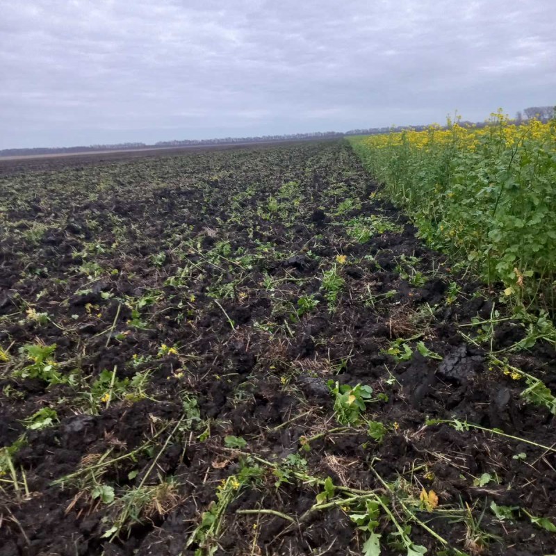 Продам гірчицю жовту на посів та сидерат