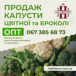 Продаж капуста цвітна  капуста броколі  від виробника