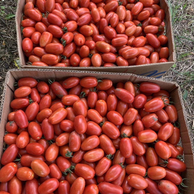 Продам помідор польовий для консервування та соління від виробника 