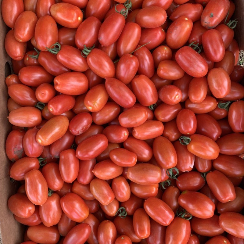 Продам помідор польовий для консервування та соління від виробника 