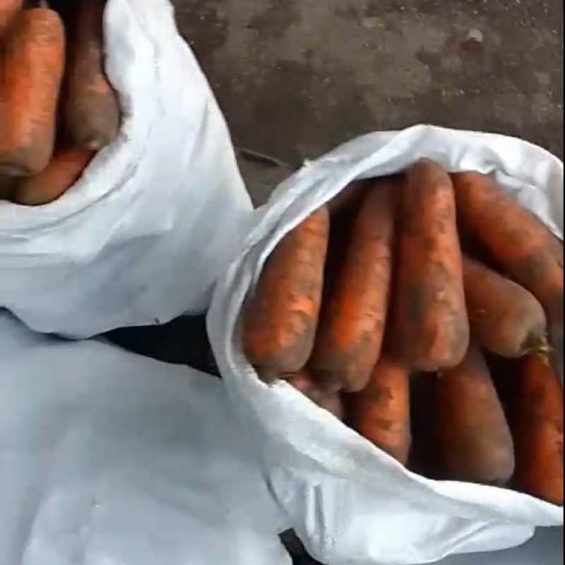 Овочі товарні та на переробку  морква  картопля  капуста  буряк  сіль  