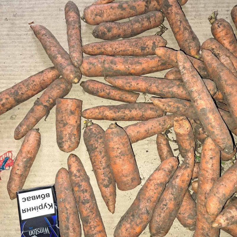Овочі товарні та на переробку  морква  картопля  капуста  буряк  сіль  
