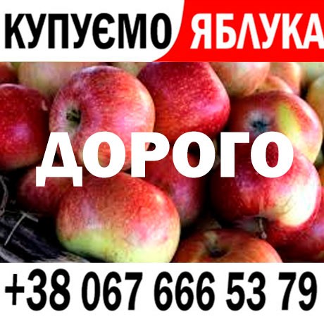 Куплю яблука на переробку  на сік - ціна 8 3 грн   ПДВ - від 15 т - Готівка та Безготівка  