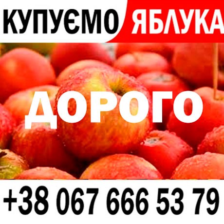 Куплю яблука на переробку  на сік - ціна 8 3 грн   ПДВ - від 15 т - Готівка та Безготівка  