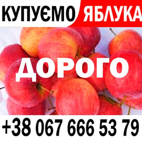 Куплю яблука на переробку  на сік - ціна 8 3 грн   ПДВ - від 15 т - Готівка та Безготівка  