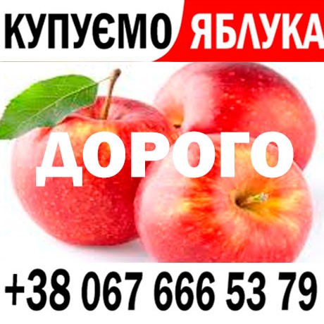 Куплю яблука на переробку  на сік - ціна 8 3 грн   ПДВ - від 15 т - Готівка та Безготівка  