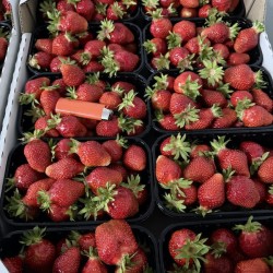 Продам свіжу полуницю  лохину  малину  смородину та порічку від виробника  Гурт і роздріб  