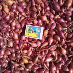 Цибуля-сіянка  тиканка  севок  — продаємо партіями