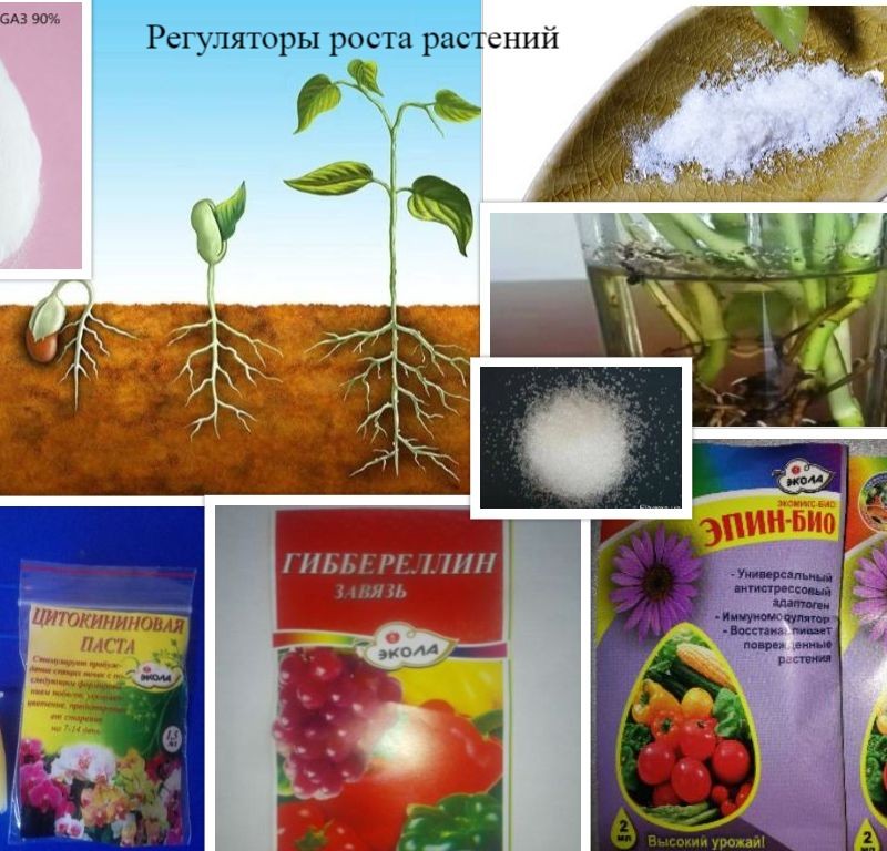 Регулятори роста растений 