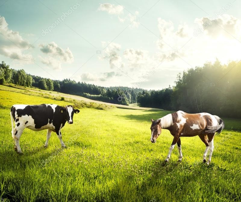 Купуємо у населення корів  коней  лошат  бичків  телиць  телят