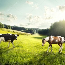 Купуємо у населення корів  коней  лошат  бичків  телиць  телят