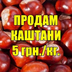 Продам каштани  