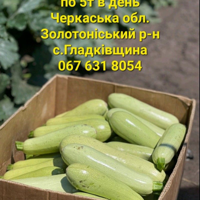 Продам Кабачки