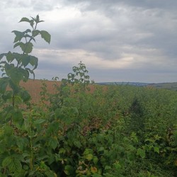 Саджанці малини Глен Ампл  Glen Ample 