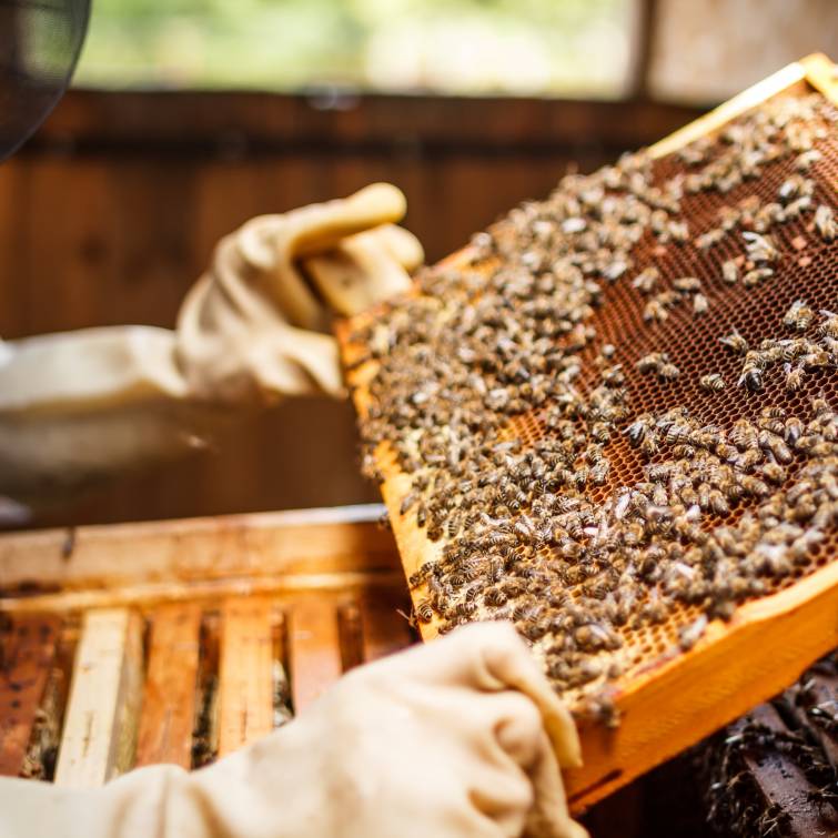 Бджільництво для початківців