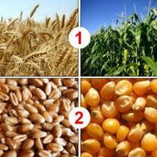 Світові ціни на пшеницю зросли, в той час як на кукурудзу впали - FAO